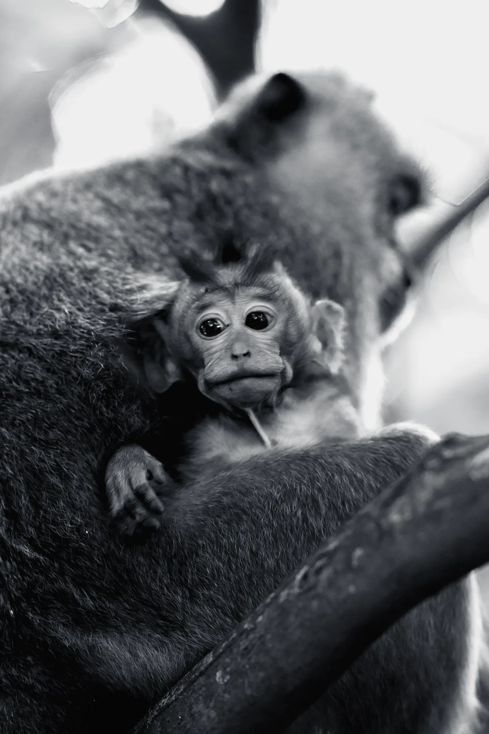 Un bébé macaque blotti contre sa mère, en noir et blanc