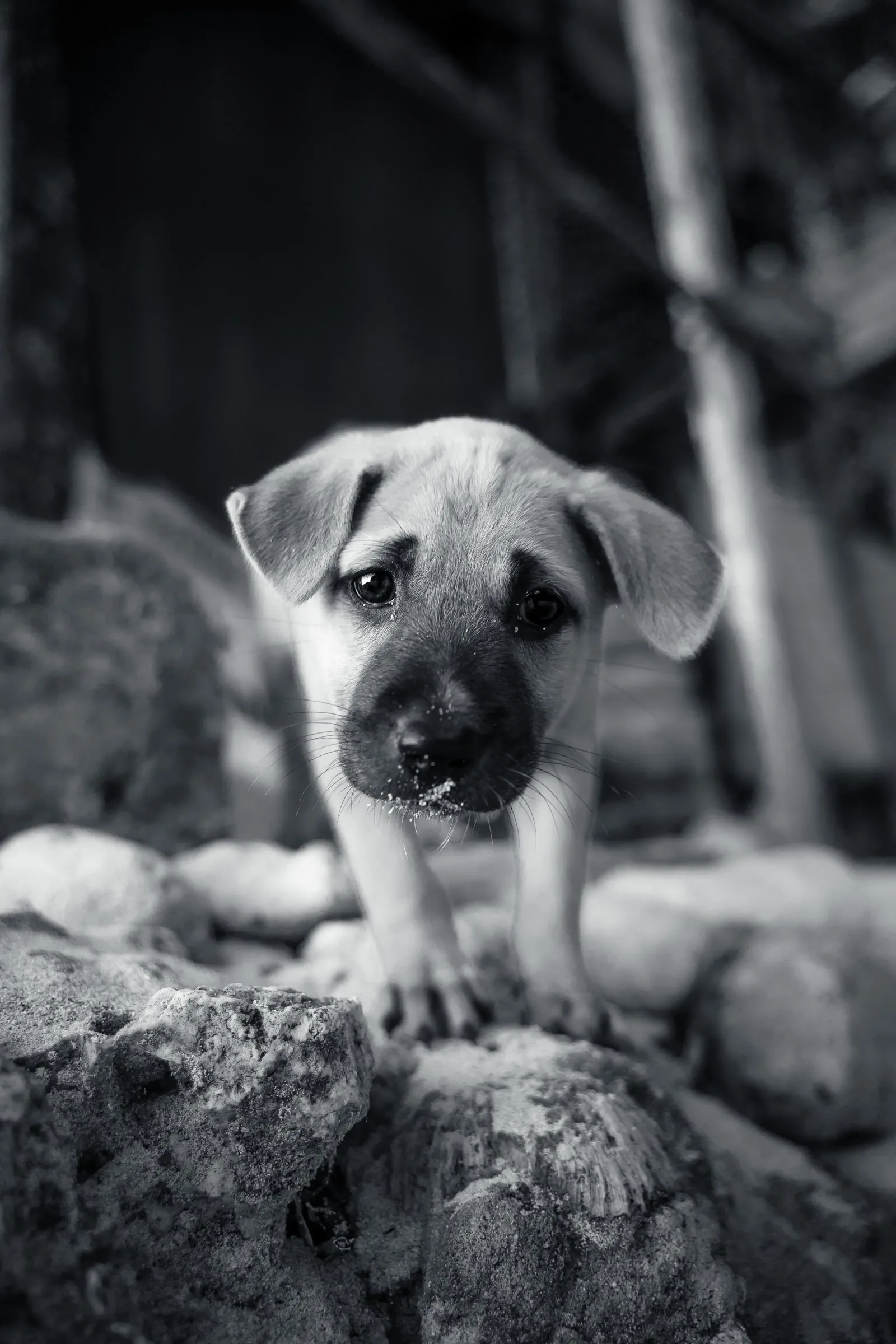 Un chiot sur des rochers, en noir et blanc