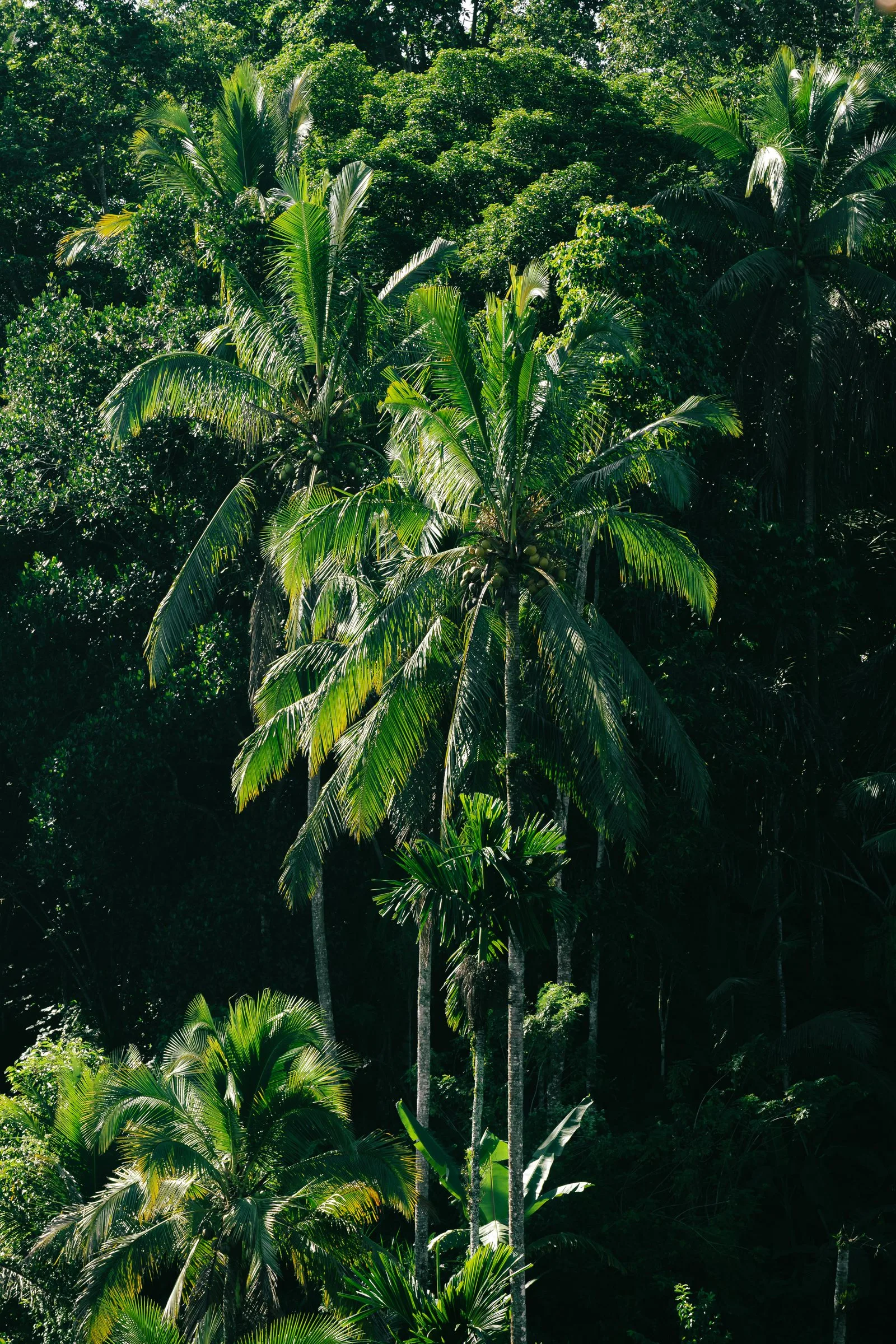 Des cocotiers dans la jungle