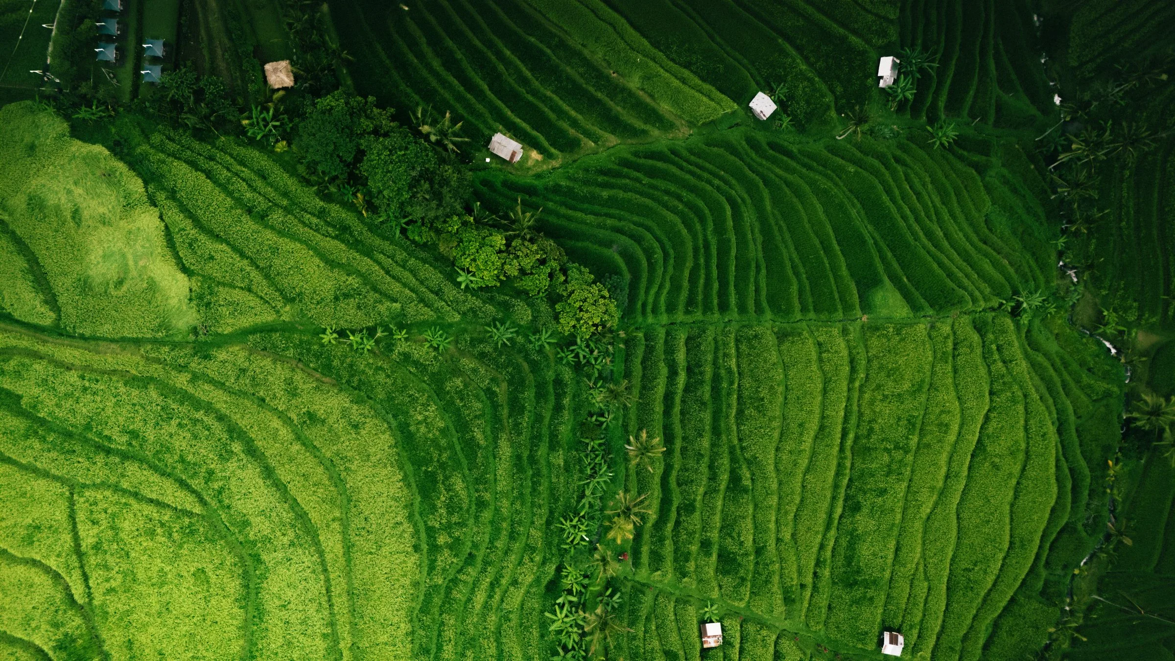 Les courbes vertes des rizières vues d’en haut