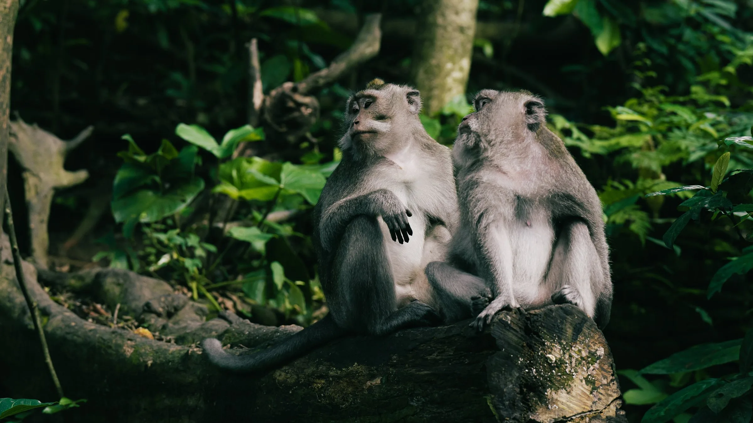 Deux macaques assis dans la forêt