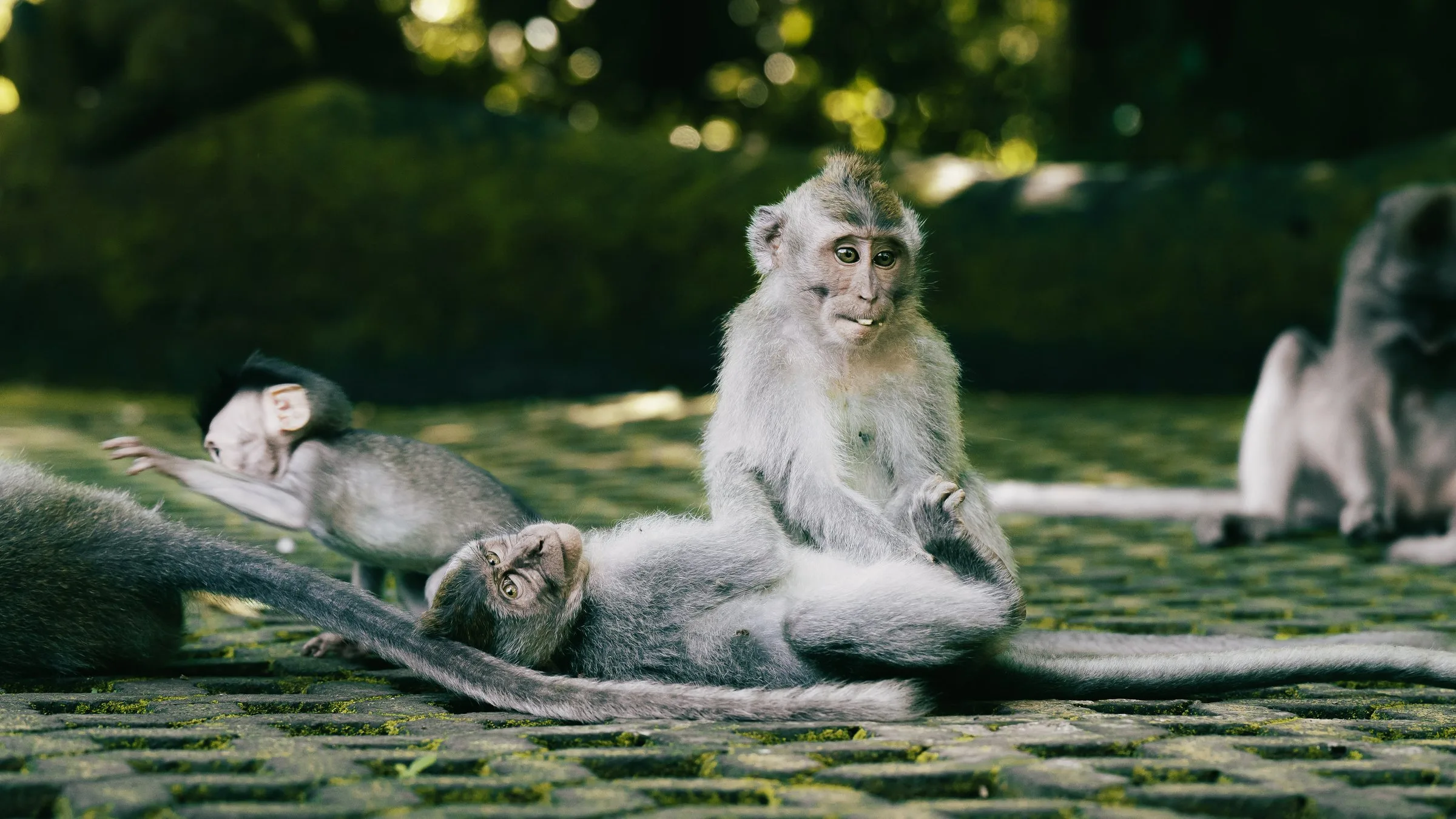 Un jeune macaque assis au milieu de sa famille