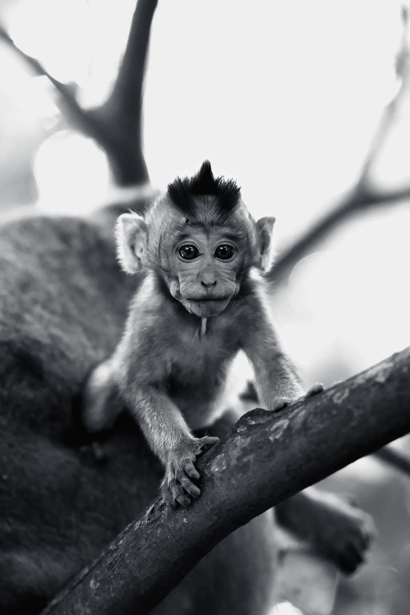 Un jeune macaque sur une branche, en noir et blanc