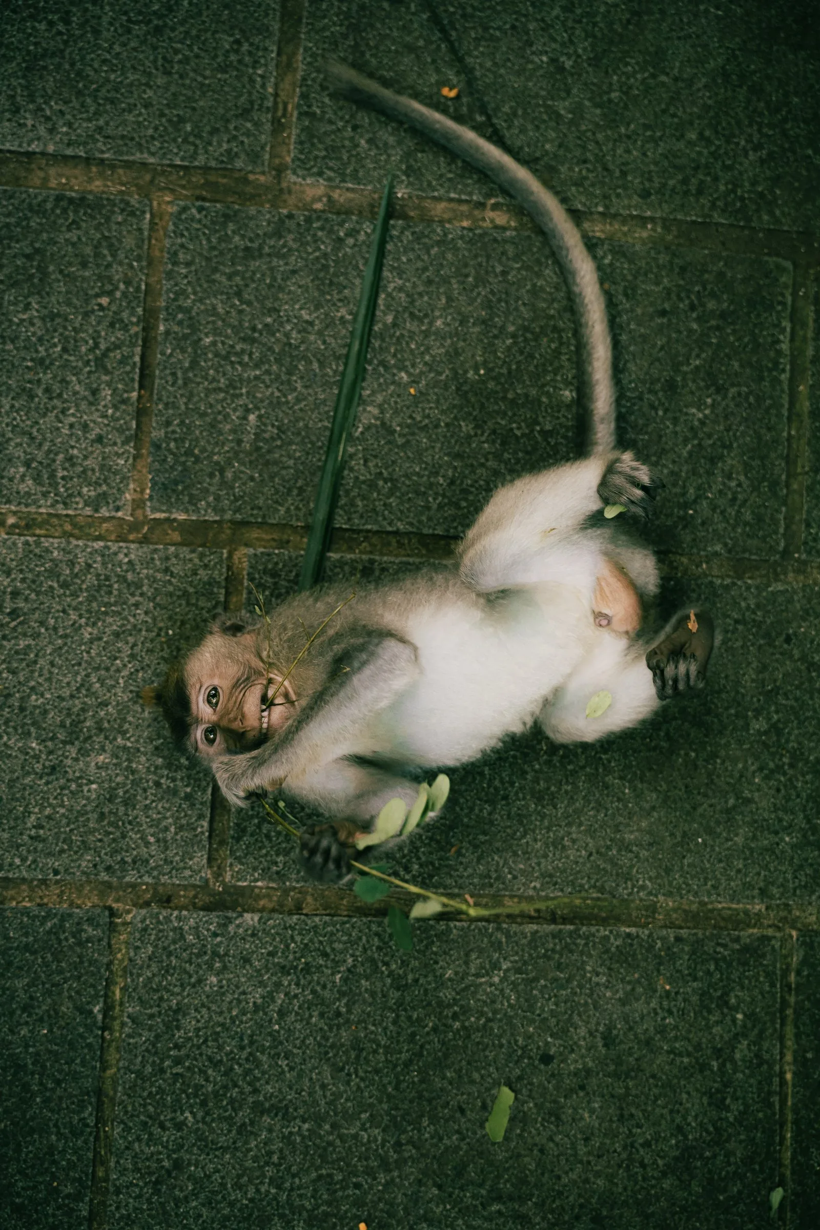 Un macaque allongé sur le dos, vu d’en haut