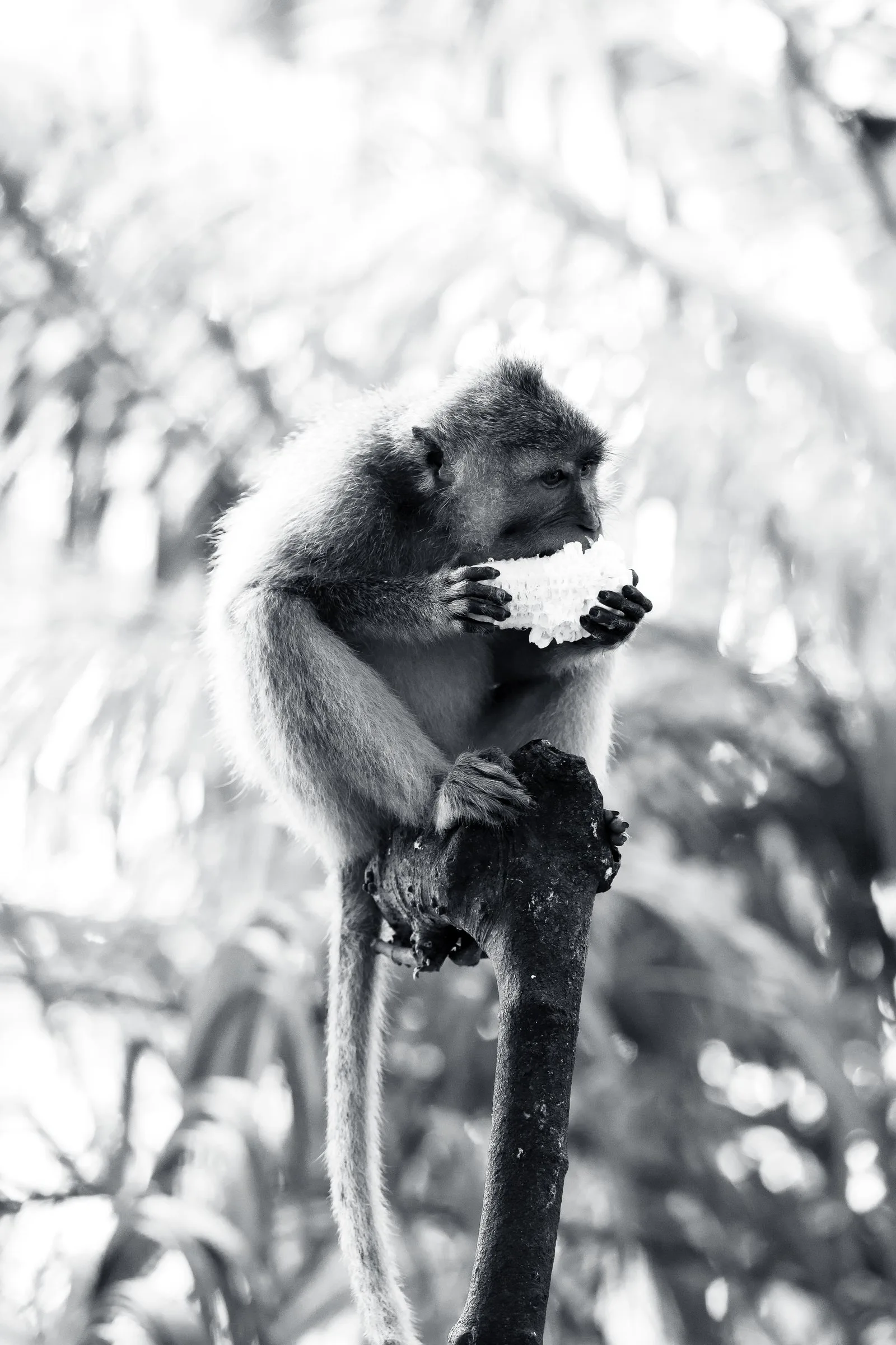 Un macaque mange, perché sur un poteau, en noir et blanc