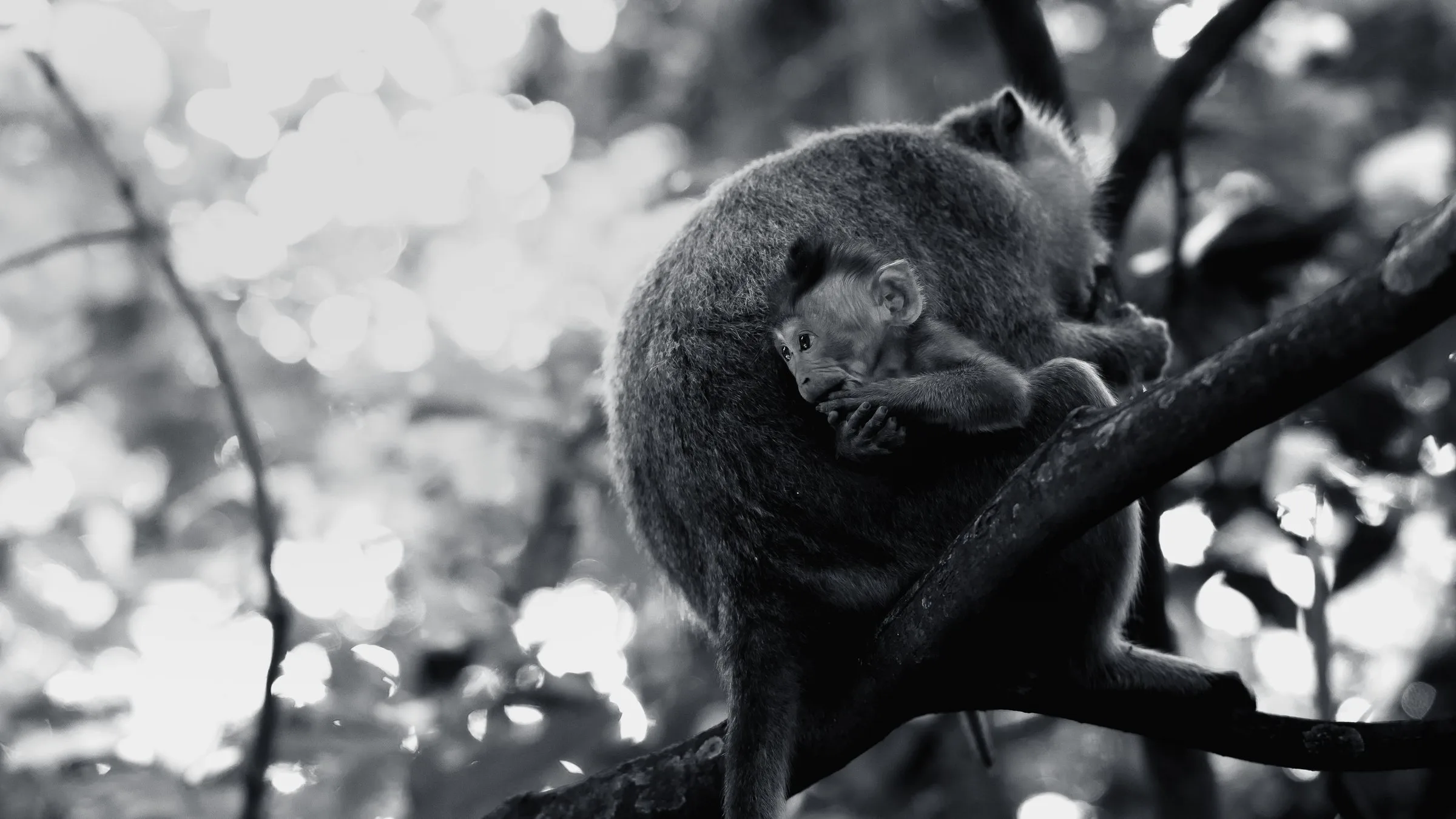 Un macaque et son petit sur une branche, en noir et blanc