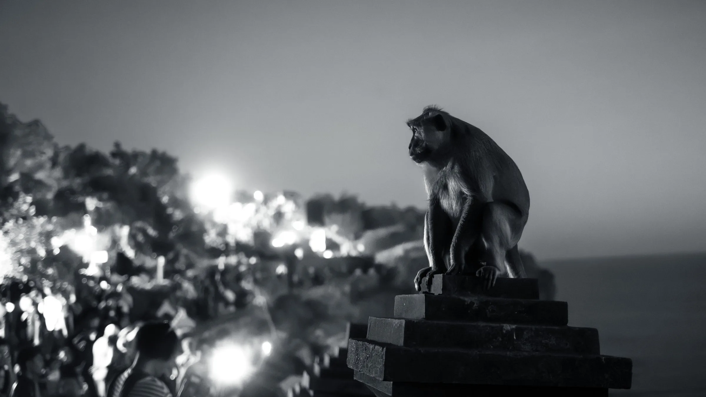 Un macaque sur un temple face à la mer, en noir et blanc