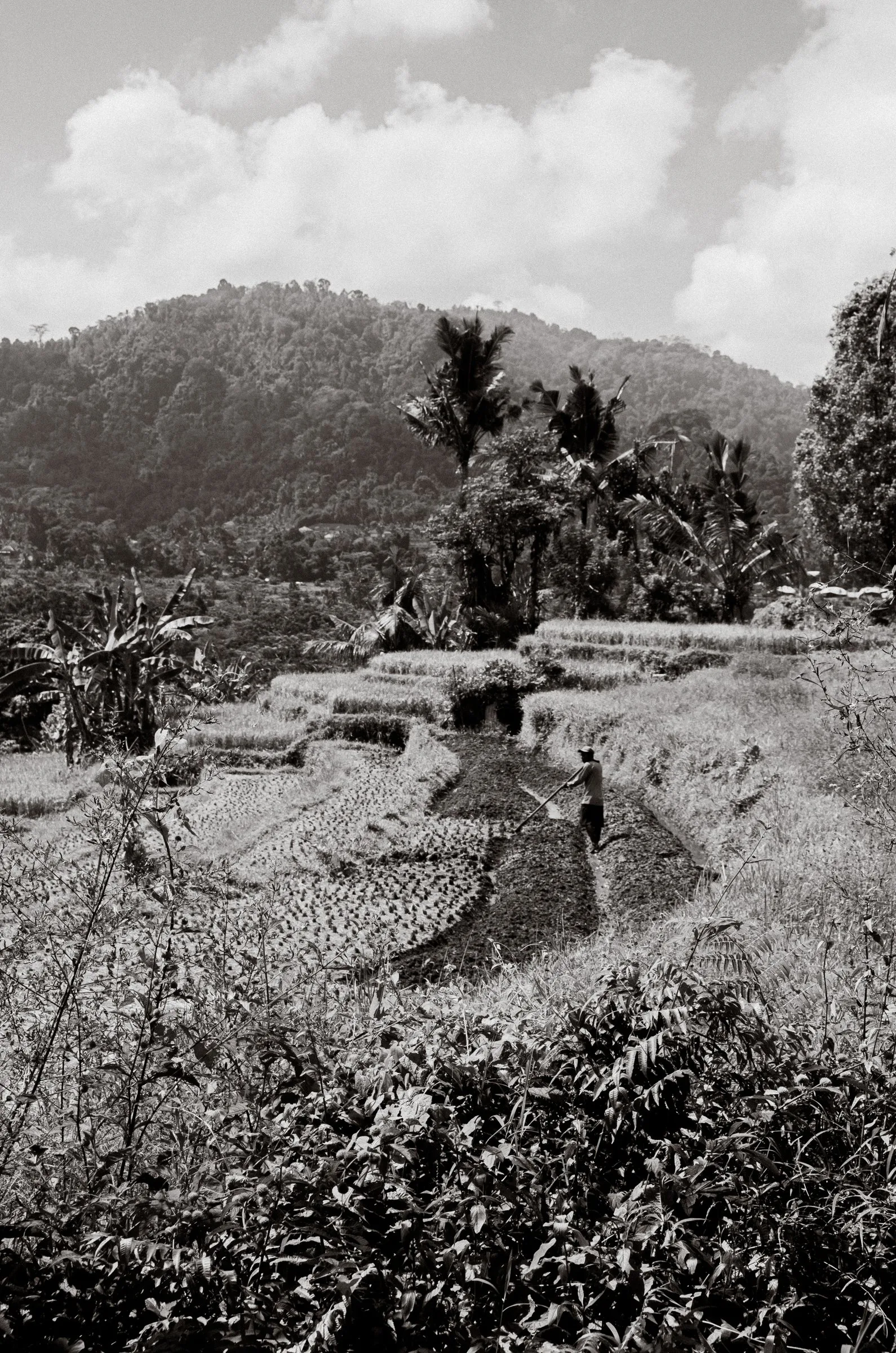 Rizières et montagnes, en noir et blanc