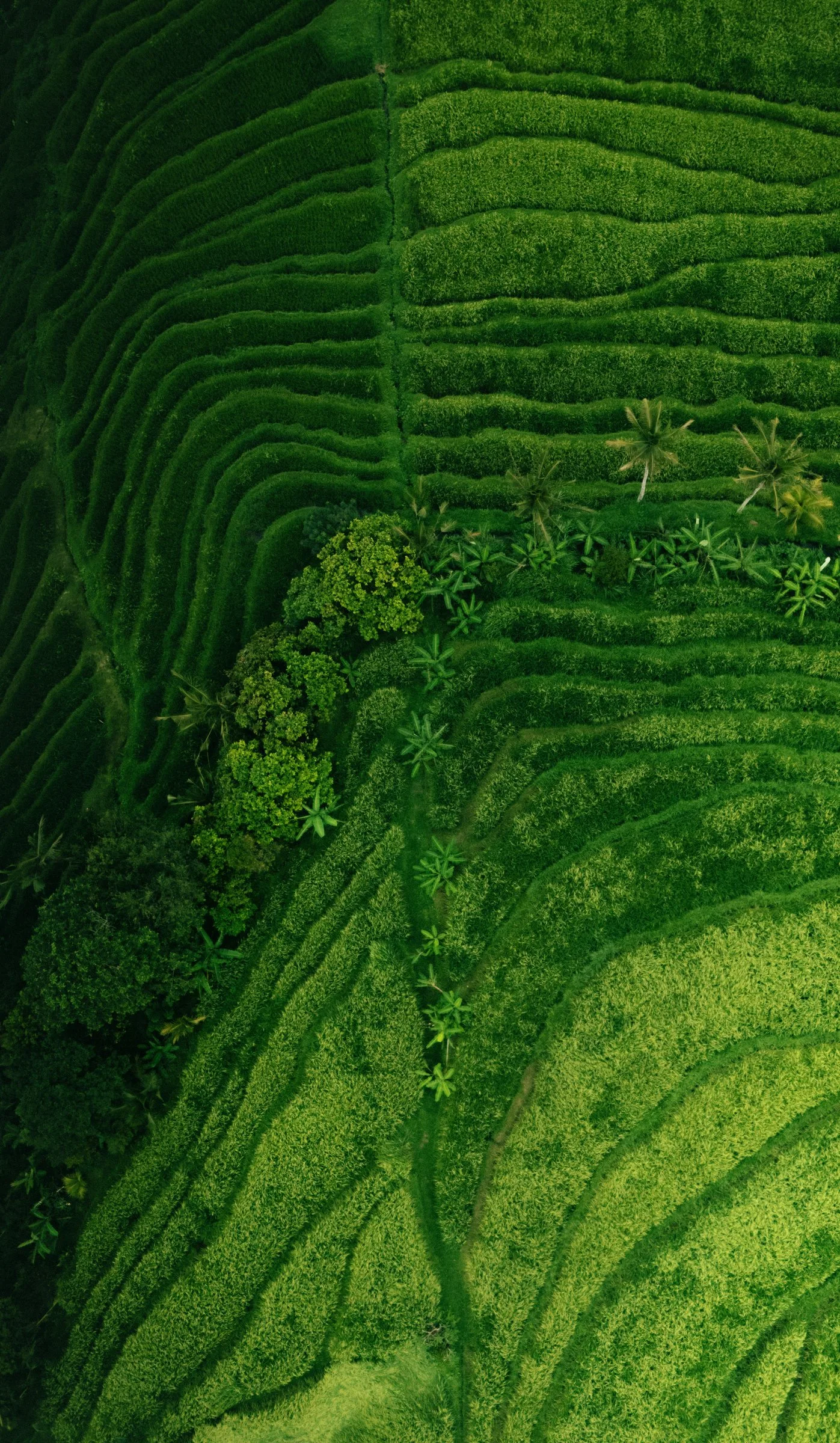 Les rizières vues du ciel, entre verts clairs et foncés
